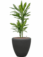 Dracaena Fragrans Cintho In Baq Polystone Plain D 15 H 114 cm - PlantenShop24 - 30-04-2025