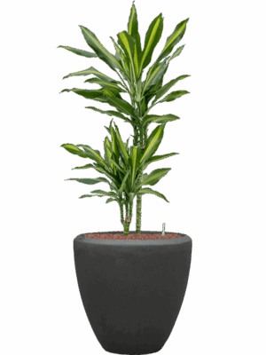 Dracaena Fragrans Cintho In Baq Polystone Plain D 15 H 114 cm - PlantenShop24 - 30-04-2025