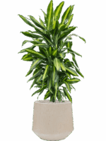 Dracaena Fragrans Cintho In Baq Raindrop D 24 H 126 cm - PlantenShop24 - 15-05-2025