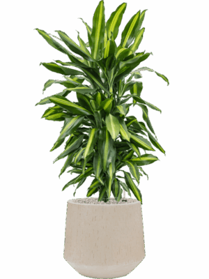 Dracaena Fragrans Cintho In Baq Raindrop D 24 H 126 cm - PlantenShop24 - 15-05-2025