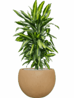 Dracaena Fragrans Cintho In Baq Raindrop D 24 H 98 cm - PlantenShop24 - 26-05-2025