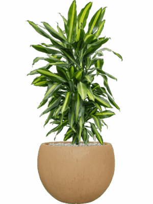 Dracaena Fragrans Cintho In Baq Raindrop D 24 H 98 cm - PlantenShop24 - 26-05-2025