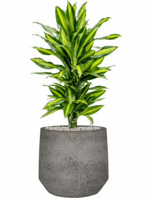 Dracaena Fragrans Cintho In Cement & Stone D 21 H 76 cm - PlantenShop24 - 14-05-2025