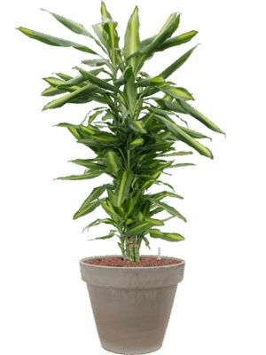 Dracaena Fragrans Cintho In Terra Cotta D 18 H 108 cm - PlantenShop24 - 02-05-2025