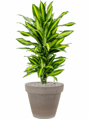 Dracaena Fragrans Cintho In Terra Cotta D 21 H 97 cm - PlantenShop24 - 21-05-2025