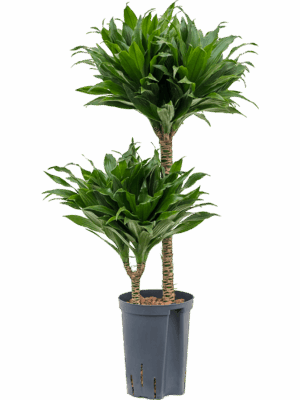 Dracaena Fragrans Compacta D 15 H 80 cm - PlantenShop24 - 04-07-2025