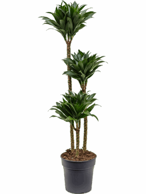 Dracaena Fragrans Compacta D 24 H 130 cm - PlantenShop24 - 02-09-2025