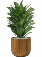 Dracaena Fragrans Compacta In Capi Nature Groove D 17 H 59 cm - PlantenShop24 - 01-05-2025
