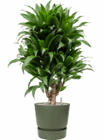 Dracaena Fragrans Compacta In Greenville D 21 H 85 cm - PlantenShop24 - 22-05-2025