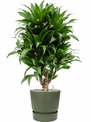 Dracaena Fragrans Compacta In Greenville D 21 H 85 cm - PlantenShop24 - 21-05-2025