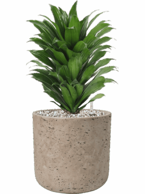 Dracaena Fragrans Compacta In Rough D 17 H 41 cm - PlantenShop24 - 12-05-2025