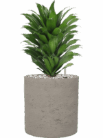 Dracaena Fragrans Compacta In Rough D 17 H 43 cm - PlantenShop24 - 19-05-2025