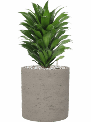 Dracaena Fragrans Compacta In Rough D 17 H 43 cm - PlantenShop24 - 19-05-2025