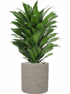 Dracaena Fragrans Compacta In Rough D 17 H 59 cm - PlantenShop24 - 19-05-2025