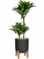 Dracaena Fragrans Compacta In Rough With Feet Low D 19 H 95 cm - PlantenShop24 - 16-05-2025