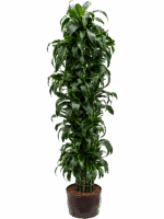 Dracaena Fragrans Dorado D 25 H 165 cm - PlantenShop24 - 05-08-2025