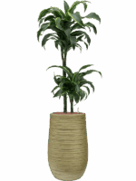 Dracaena Fragrans Dorado In Baq Dune D 15 H 105 cm - PlantenShop24 - 13-05-2025