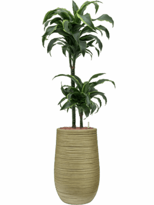 Dracaena Fragrans Dorado In Baq Dune D 15 H 105 cm - PlantenShop24 - 30-04-2025