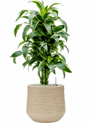 Dracaena Fragrans Dorado In Baq Dune D 24 H 81 cm - PlantenShop24 - 20-05-2025