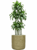 Dracaena Fragrans Dorado In Baq Dune D 30 H 143 cm - PlantenShop24 - 19-06-2025