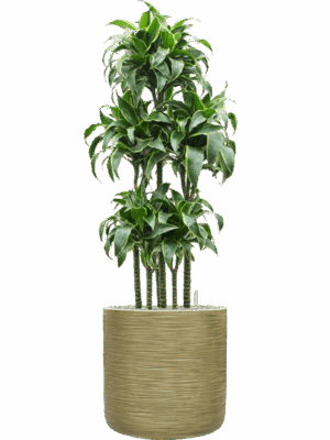 Dracaena Fragrans Dorado In Baq Dune D 30 H 143 cm - PlantenShop24 - 05-05-2025