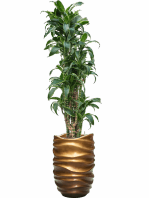 Dracaena Fragrans Dorado In Baq Gradient Lee D 22 H 185 cm - PlantenShop24 - 01-05-2025