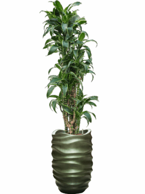 Dracaena Fragrans Dorado In Baq Gradient Lee D 22 H 185 cm - PlantenShop24 - 01-05-2025