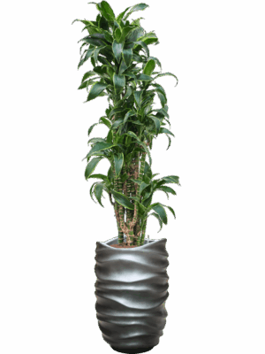 Dracaena Fragrans Dorado In Baq Gradient Lee D 22 H 185 cm - PlantenShop24 - 01-05-2025