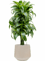 Dracaena Fragrans Dorado In Baq Raindrop D 27 H 133 cm - PlantenShop24 - 15-05-2025