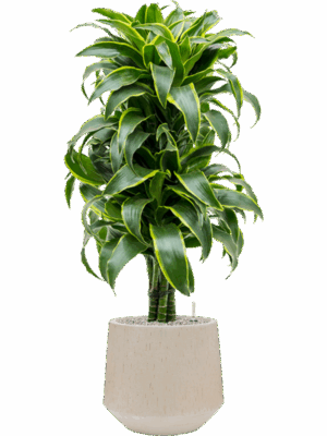 Dracaena Fragrans Dorado In Baq Raindrop D 27 H 133 cm - PlantenShop24 - 15-05-2025