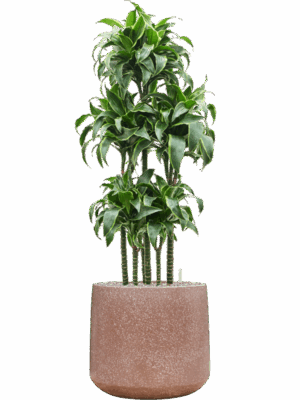 Dracaena Fragrans Dorado In Baq Terrazzo D 30 H 141 cm - PlantenShop24 - 12-05-2025