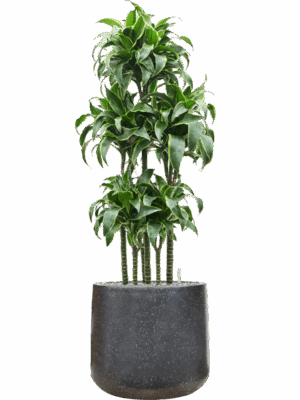 Dracaena Fragrans Dorado In Baq Terrazzo D 30 H 141 cm - PlantenShop24 - 12-05-2025