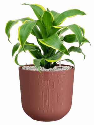 Dracaena Fragrans Dorado In Jazz D 17 H 49 cm - PlantenShop24 - 09-05-2025