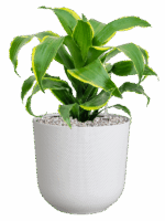 Dracaena Fragrans Dorado In Jazz D 17 H 49 cm - PlantenShop24 - 09-05-2025