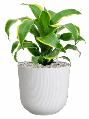 Dracaena Fragrans Dorado In Jazz D 17 H 49 cm - PlantenShop24 - 09-05-2025