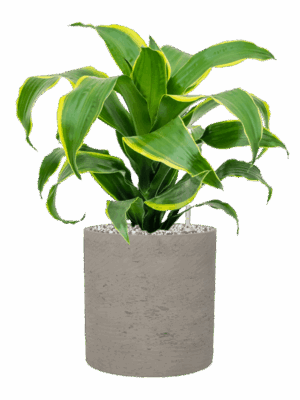 Dracaena Fragrans Dorado In Rough D 17 H 46 cm - PlantenShop24 - 19-05-2025