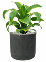 Dracaena Fragrans Dorado In Rough D 17 H 49 cm - PlantenShop24 - 09-05-2025