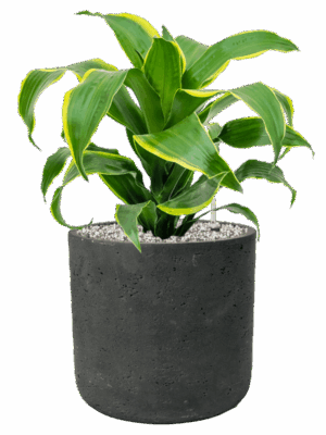 Dracaena Fragrans Dorado In Rough D 17 H 49 cm - PlantenShop24 - 09-05-2025
