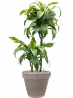 Dracaena Fragrans Dorado In Terra Cotta D 19 H 107 cm - PlantenShop24 - 21-05-2025