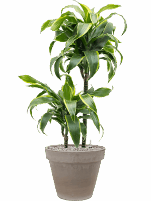 Dracaena Fragrans Dorado In Terra Cotta D 19 H 107 cm - PlantenShop24 - 21-05-2025