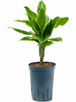 Dracaena Fragrans Golden Coast D 15 H 40 cm - PlantenShop24 - 17-06-2025