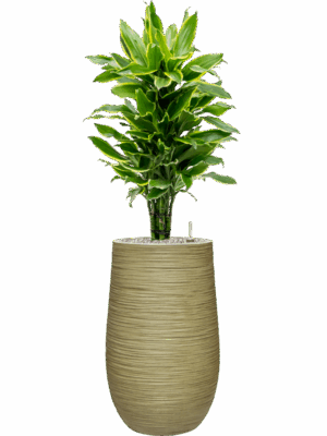Dracaena Fragrans Golden Coast In Baq Dune D 24 H 120 cm - PlantenShop24 - 07-05-2025