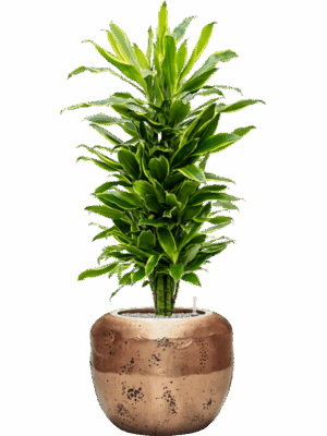 Dracaena Fragrans Golden Coast In Baq Opus Raw D 27 H 136 cm - PlantenShop24 - 03-05-2025