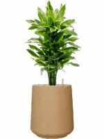 Dracaena Fragrans Golden Coast In Baq Raindrop D 24 H 108 cm - PlantenShop24 - 07-05-2025