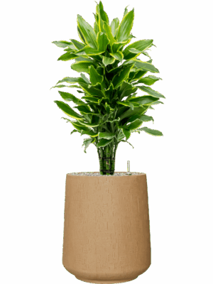 Dracaena Fragrans Golden Coast In Baq Raindrop D 24 H 108 cm - PlantenShop24 - 07-05-2025
