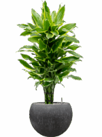Dracaena Fragrans Golden Coast In Baq Raindrop D 24 H 118 cm - PlantenShop24 - 07-05-2025
