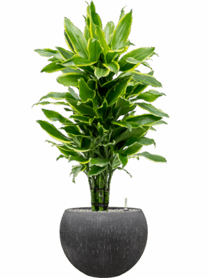 Dracaena Fragrans Golden Coast In Baq Raindrop D 24 H 118 cm - PlantenShop24 - 07-05-2025