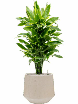 Dracaena Fragrans Golden Coast In Baq Raindrop D 24 H 124 cm - PlantenShop24 - 15-05-2025