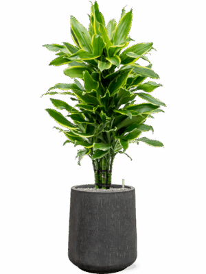 Dracaena Fragrans Golden Coast In Baq Raindrop D 24 H 129 cm - PlantenShop24 - 07-05-2025