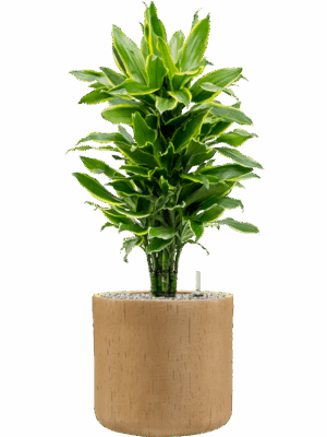 Dracaena Fragrans Golden Coast In Baq Raindrop D 24 H 97 cm - PlantenShop24 - 07-05-2025